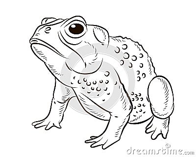 Frog. Black and white image. Coloring book for kids. Isolated, background. Stock Photo